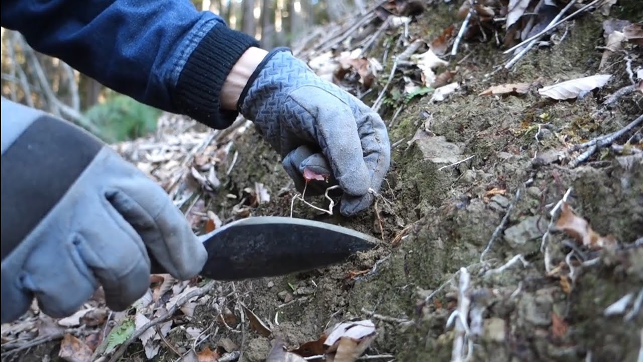 冬の裏山で小さなコナラを山採り ♯384 - YouTube