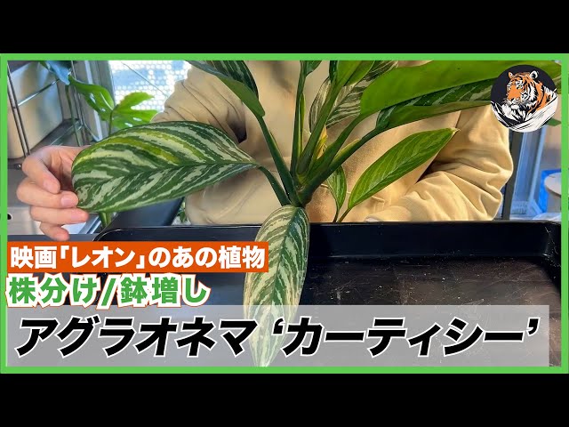 アグラオネマ】映画「レオン」のアノの植物!!ニティドゥム