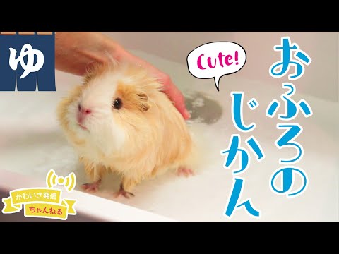 モルモットの家族 もるもるも - YouTube