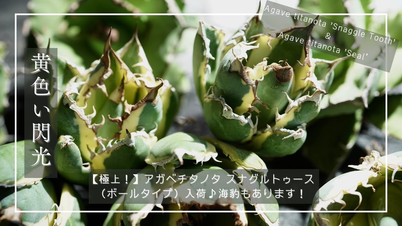 極上！】アガベチタノタ スナグルトゥース（ボールタイプ）入荷♪海豹