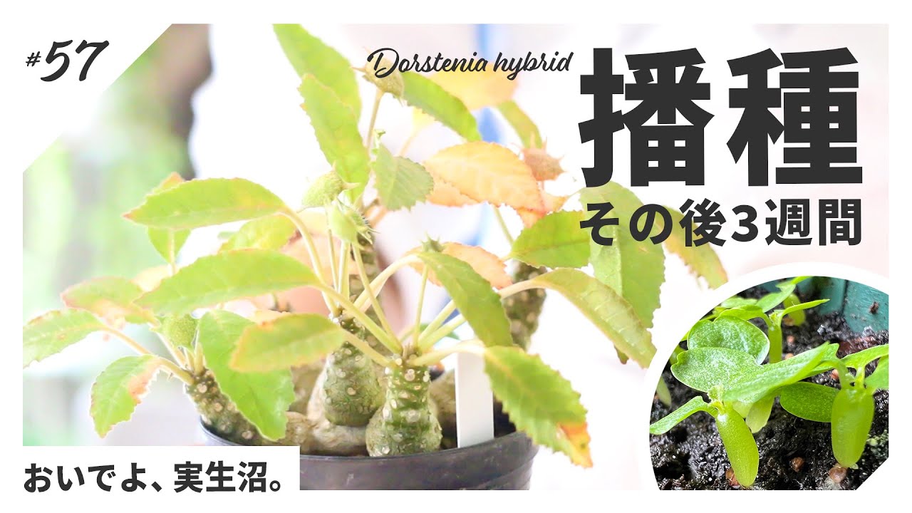 塊根植物】我が家のドルステニアから採種・播種、からの発芽報告会