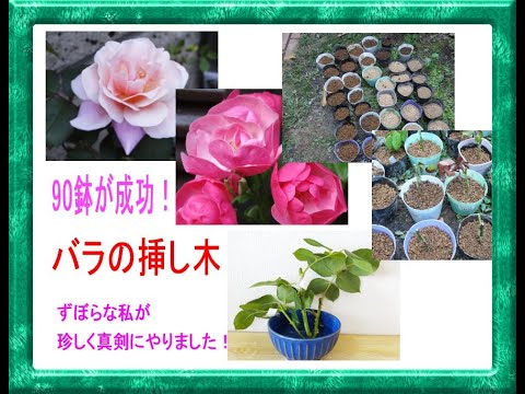 今夏、90鉢が成功した「バラの挿し木」のやり方（準備～1週間後の