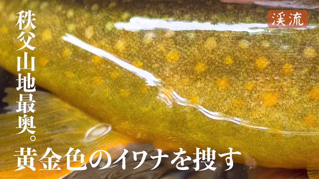 渓流釣り】奥秩父源流域。黄金色のイワナを捜す - YouTube