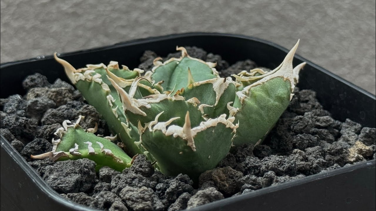 アガベ・チタノタ 白毫刺（芽）-018｜agave titanota | Plus_Plant