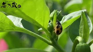 ハウスより「天敵昆虫みっけ」てんとう虫 | 鹿児島茶なら 上室製茶