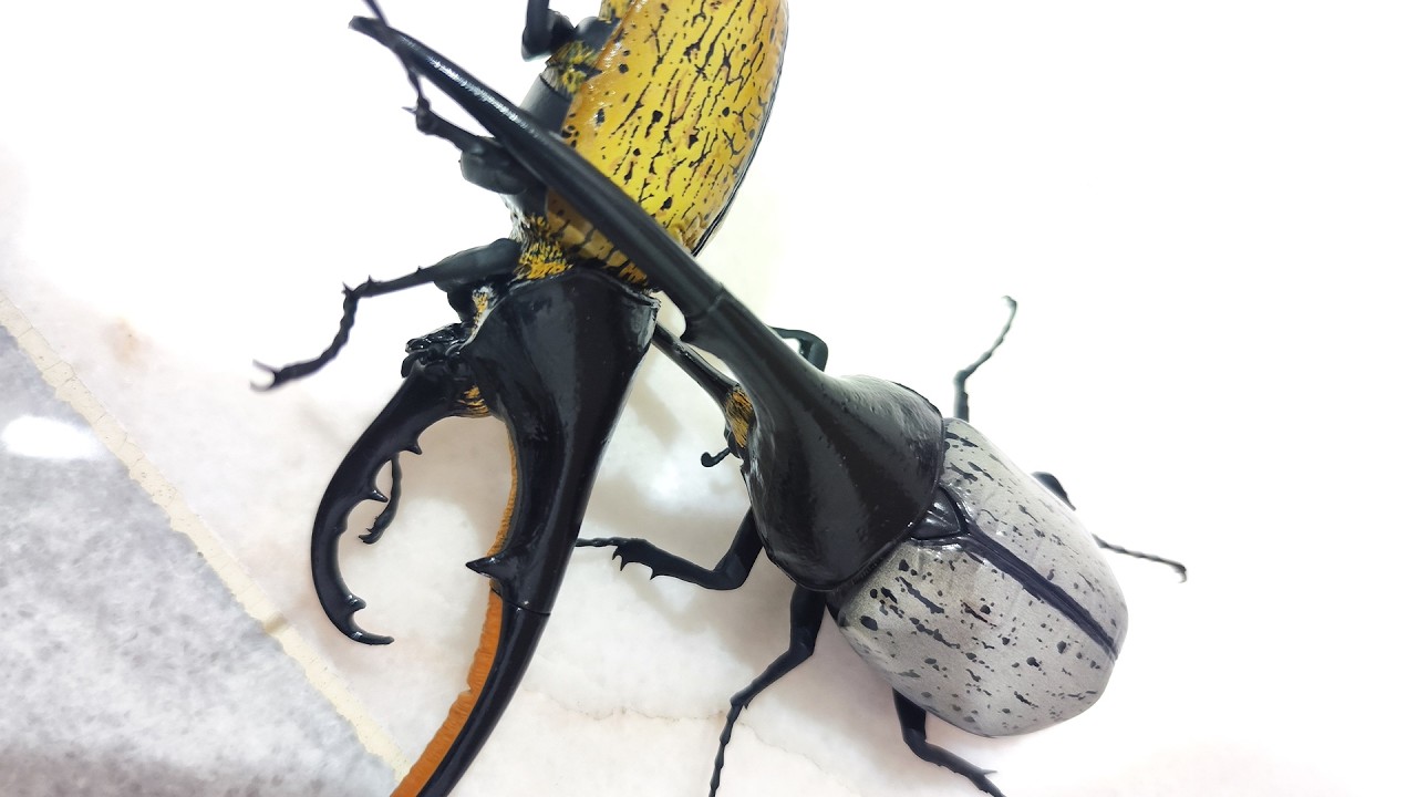 甲虫王者ムシキング X BANDAI いきもの大図鑑 - ヘルクレスオオカブト