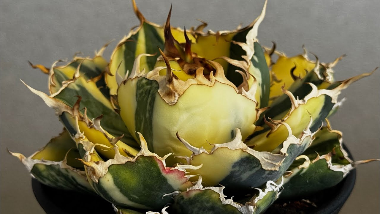 アガベ・チタノタ白鯨（縞斑）中-002｜agave titanota white whale