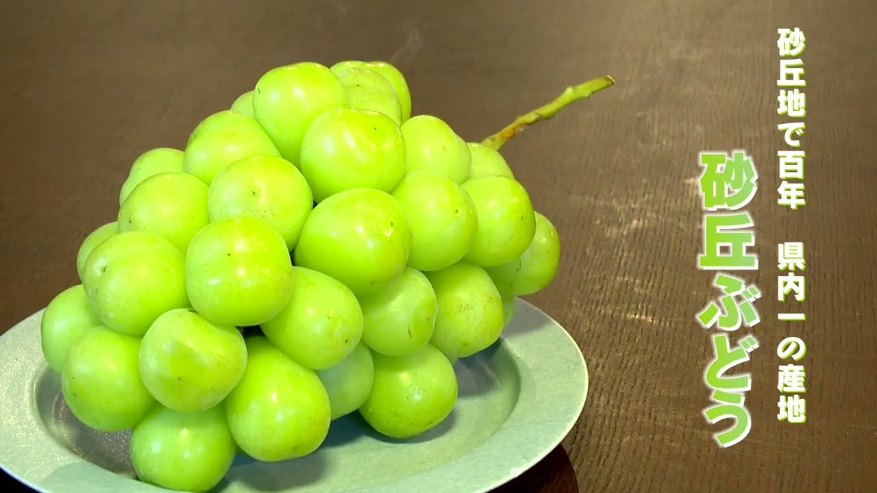 シャインマスカット｜秋のお取扱い商品｜JA全農とっとり アグリ