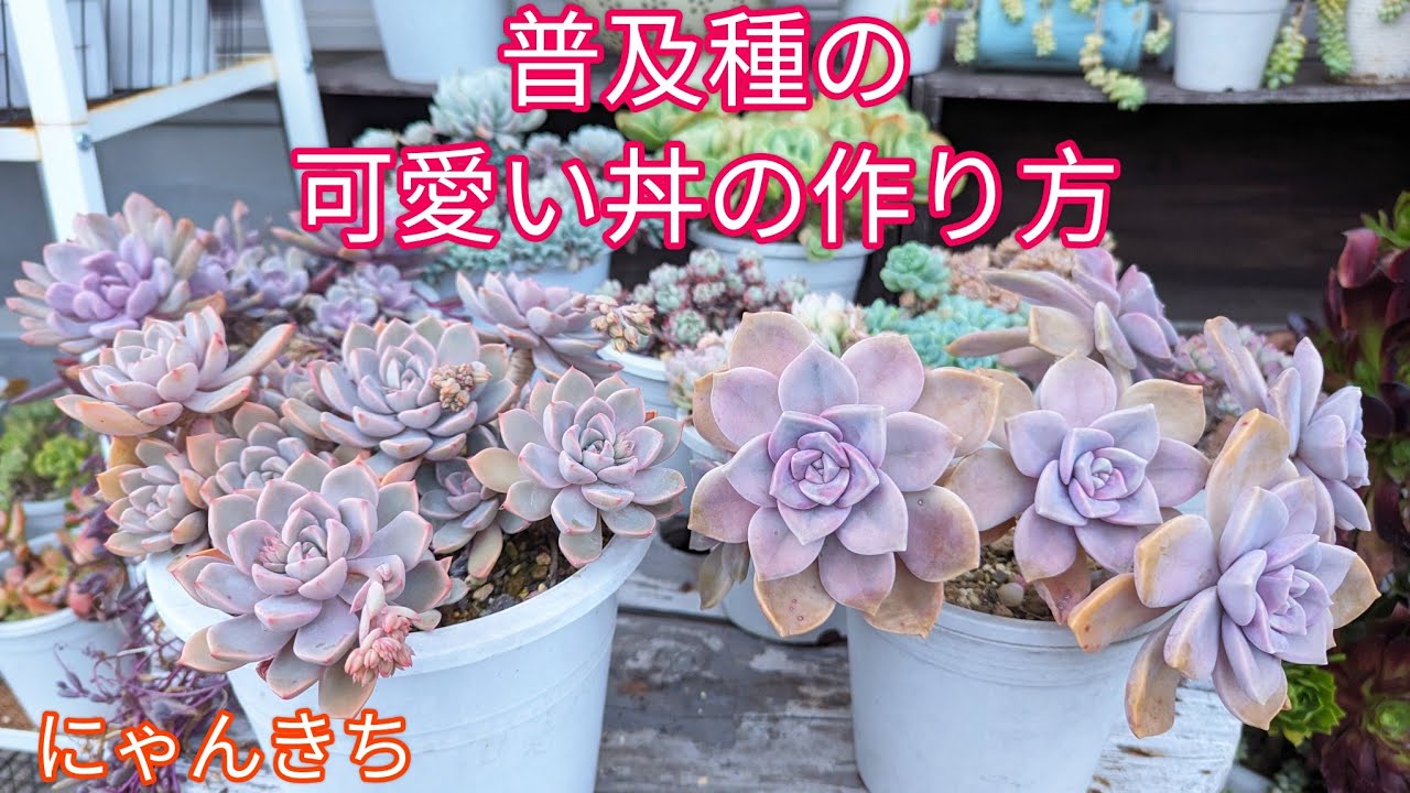 多肉植物】普及種の可愛い丼の作り方 - YouTube