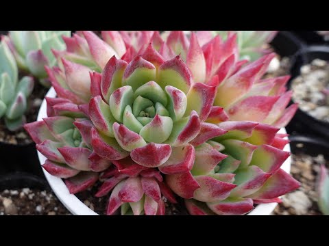 35 [Coming Soon] Rare Succulents: Beautiful Autumn Leaves, Easy to