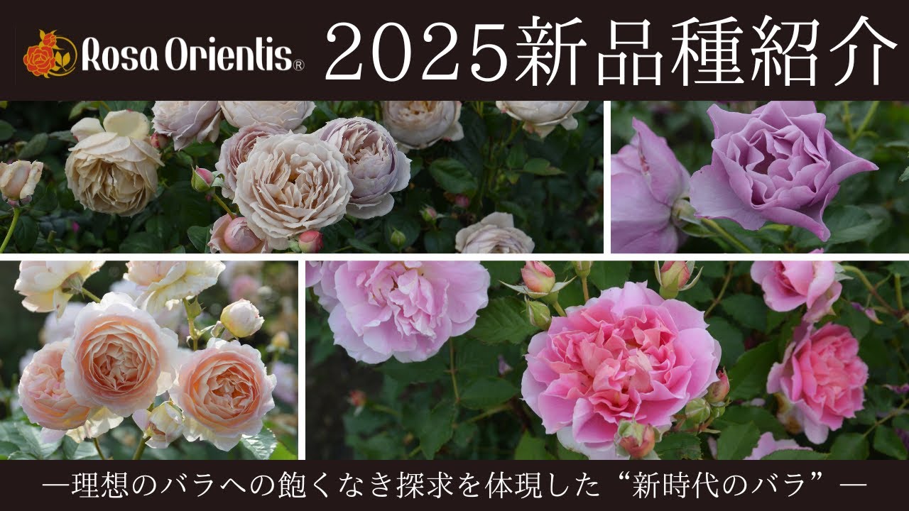 2025年デビュー品種【ロサオリエンティス】 - YouTube