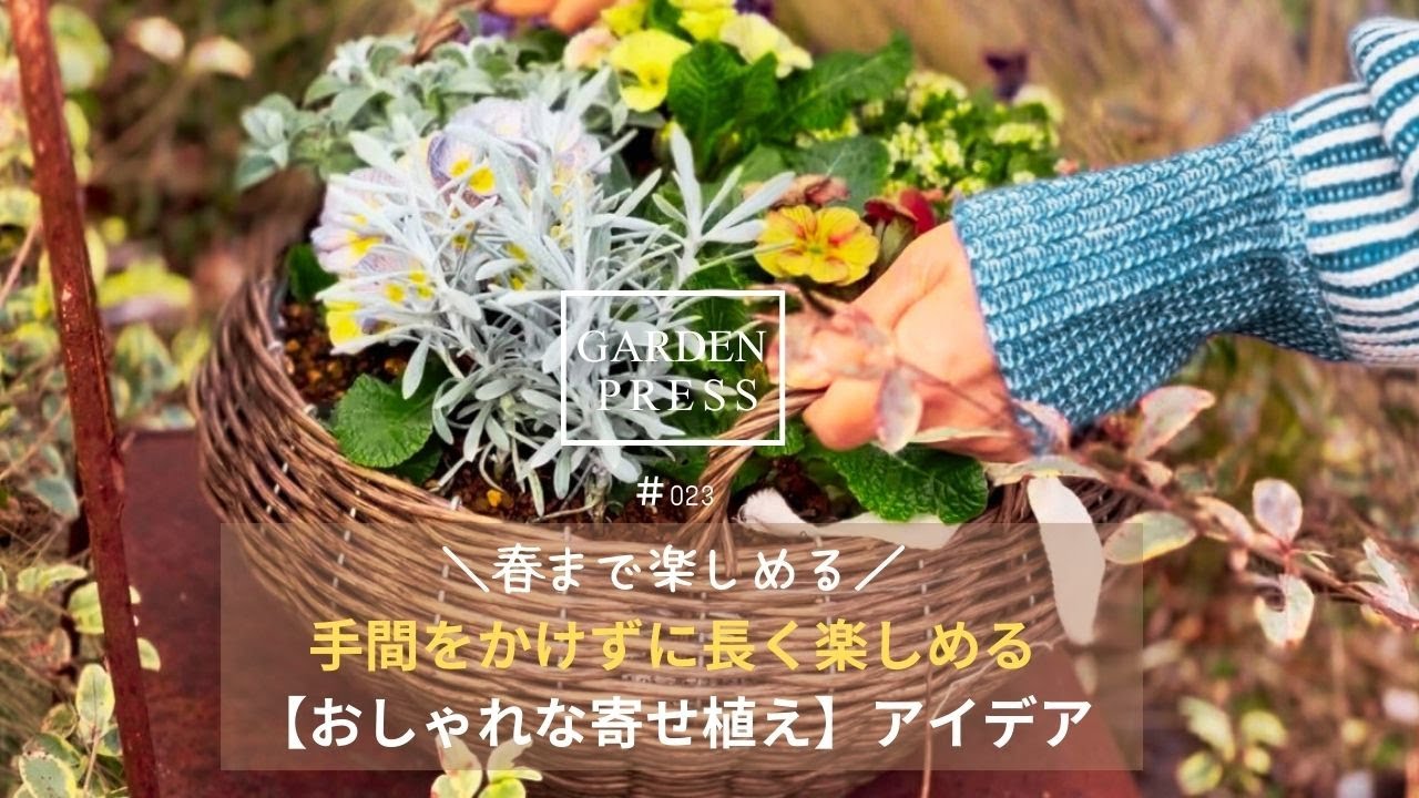 冬のガーデニング】手間なし× 春まで長く楽しめる寄せ植えとは？｜植え