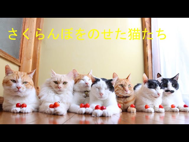 sddefault.jpg?v=62d4783b