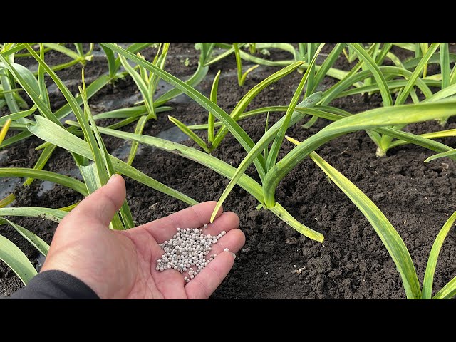 How to fertilize garlic to make it grow bigger - How to determine