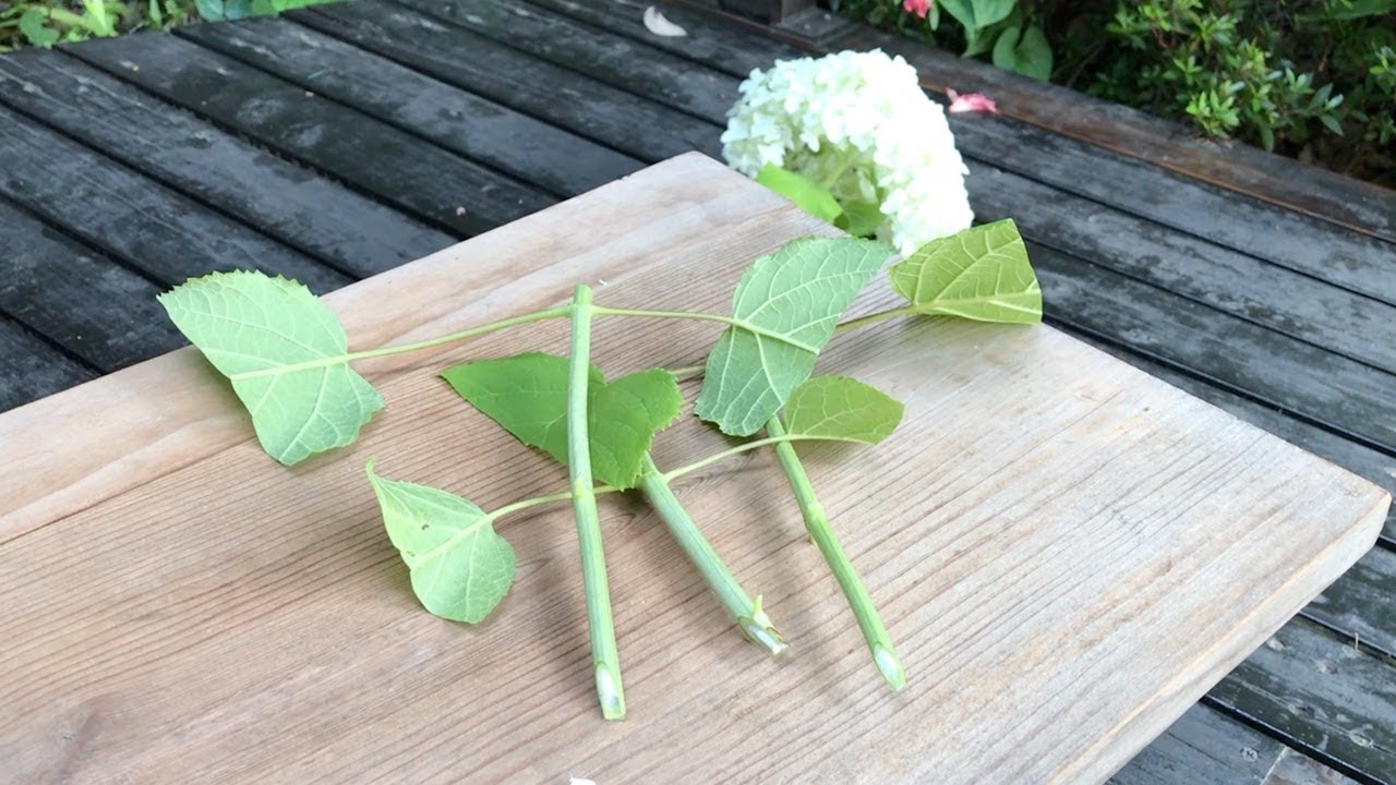 アジサイ アナベルを増やそう 6月の挿し木 - YouTube