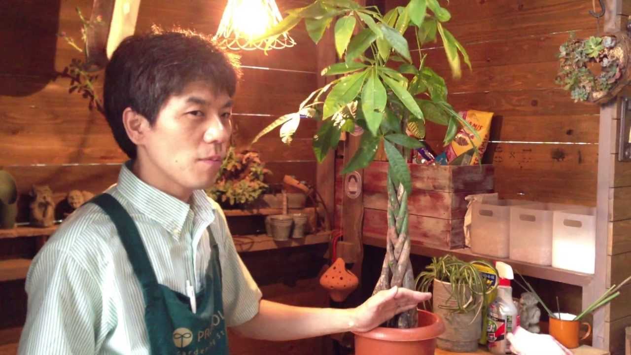 編み込みのパキラで一部が枯れた場合の対処方法 - YouTube