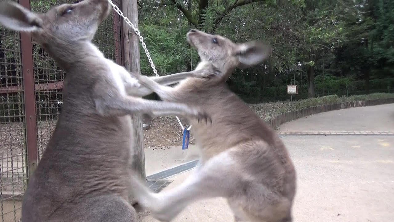 カンガルー親子のスパーリング Cute kangaroo mother and child