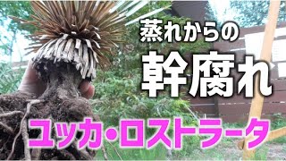 Yucca rostrata trunk rot - Wow, seriously! - YouTube