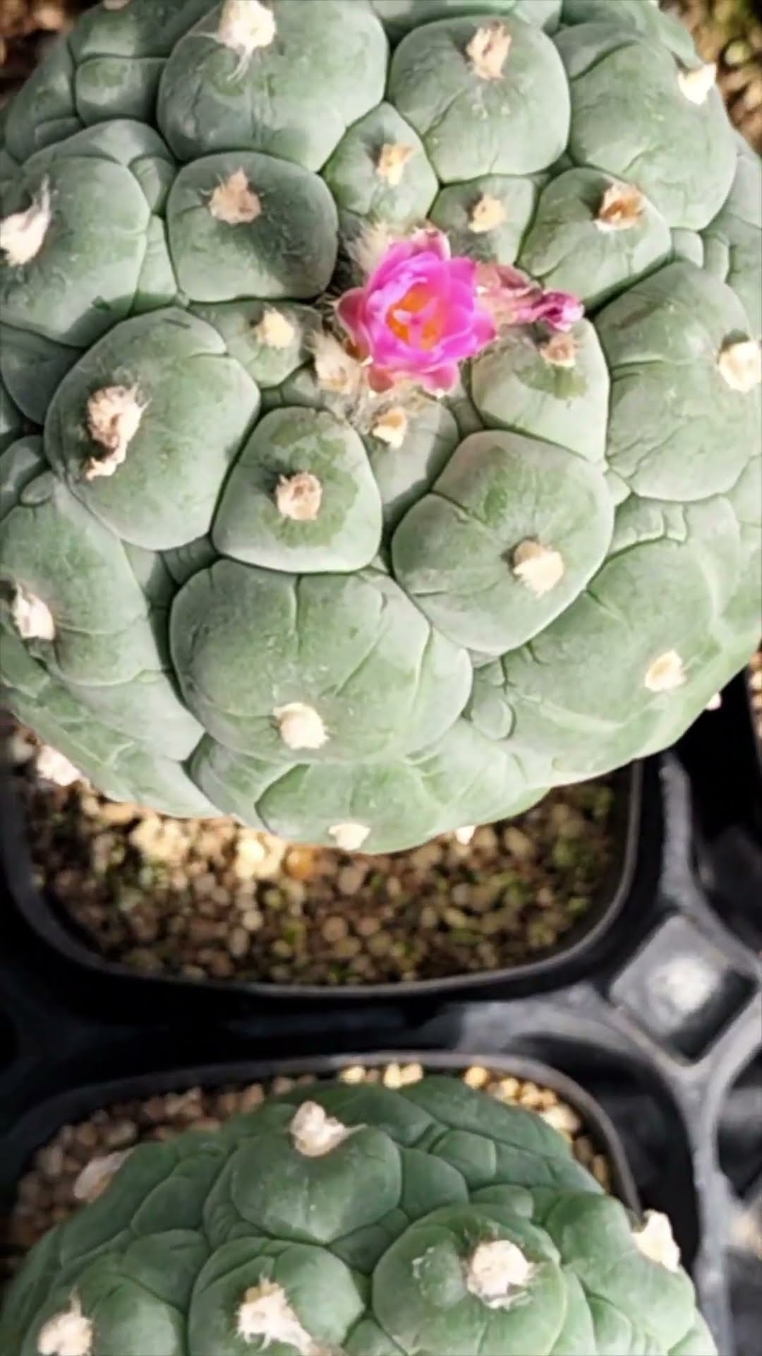 銀冠玉 Lophophora fricii 2026 02 26 ＃shorts - YouTube