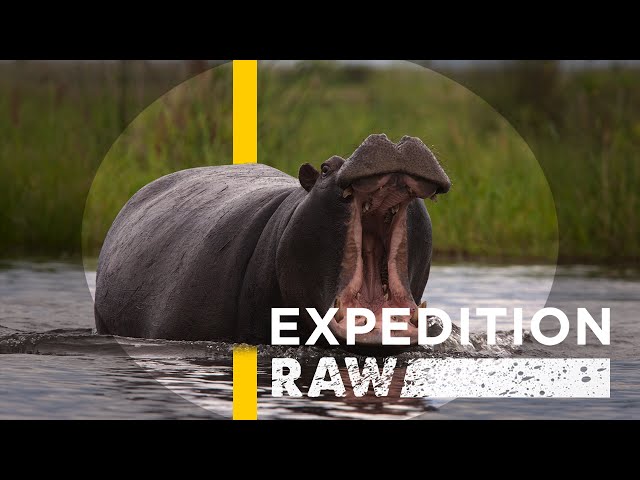 Close Call: When a Hippo Flips Your Boat | Expedition Raw - YouTube
