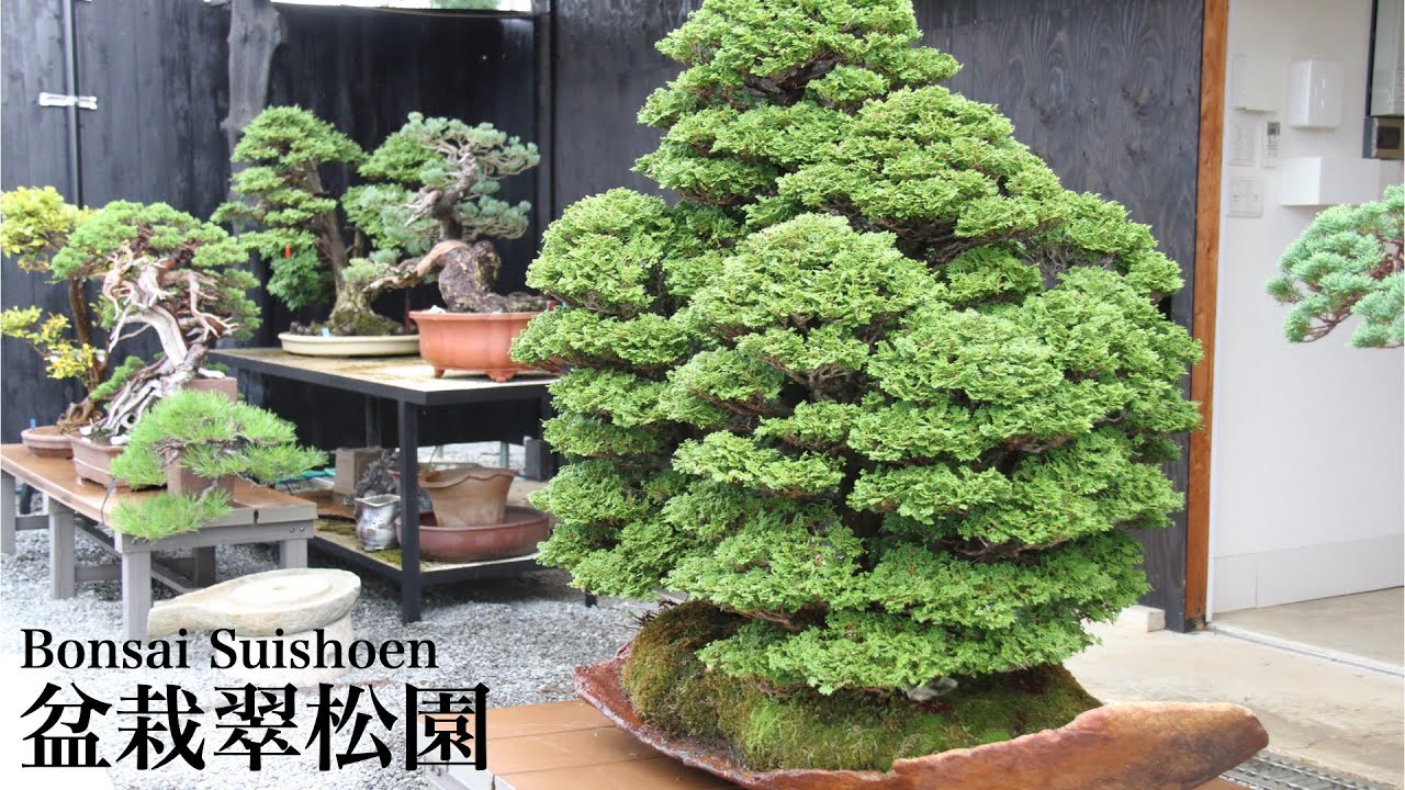 4K] 盆栽翠松園 2025 Autumn - YouTube