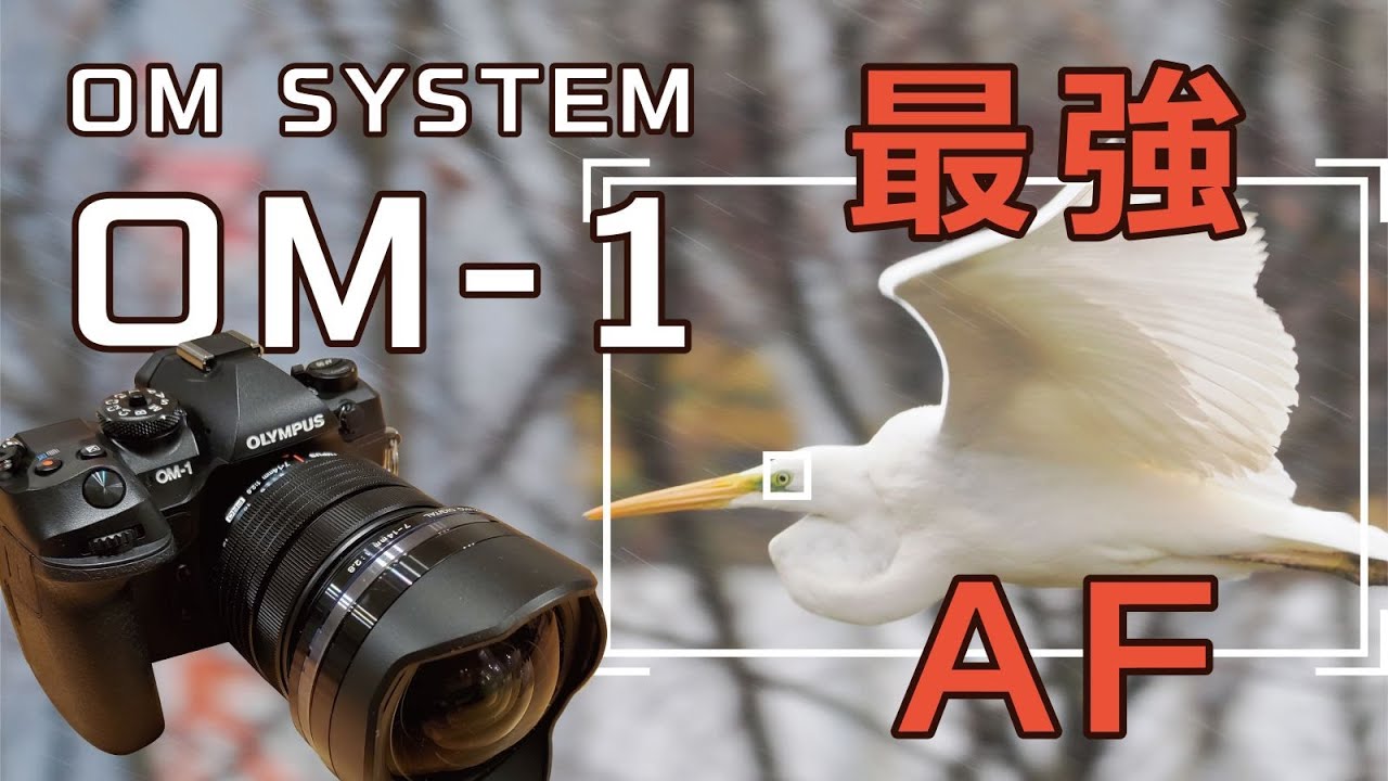 OM SYSTEM OM-1 実写レビュー！野鳥、昆虫、花で各機能を試してみた