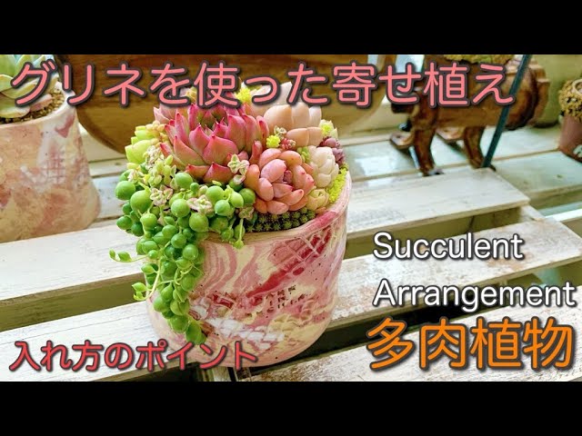 多肉植物の寄せ植え】グリーンネックレスを使った寄せ植えのコツ
