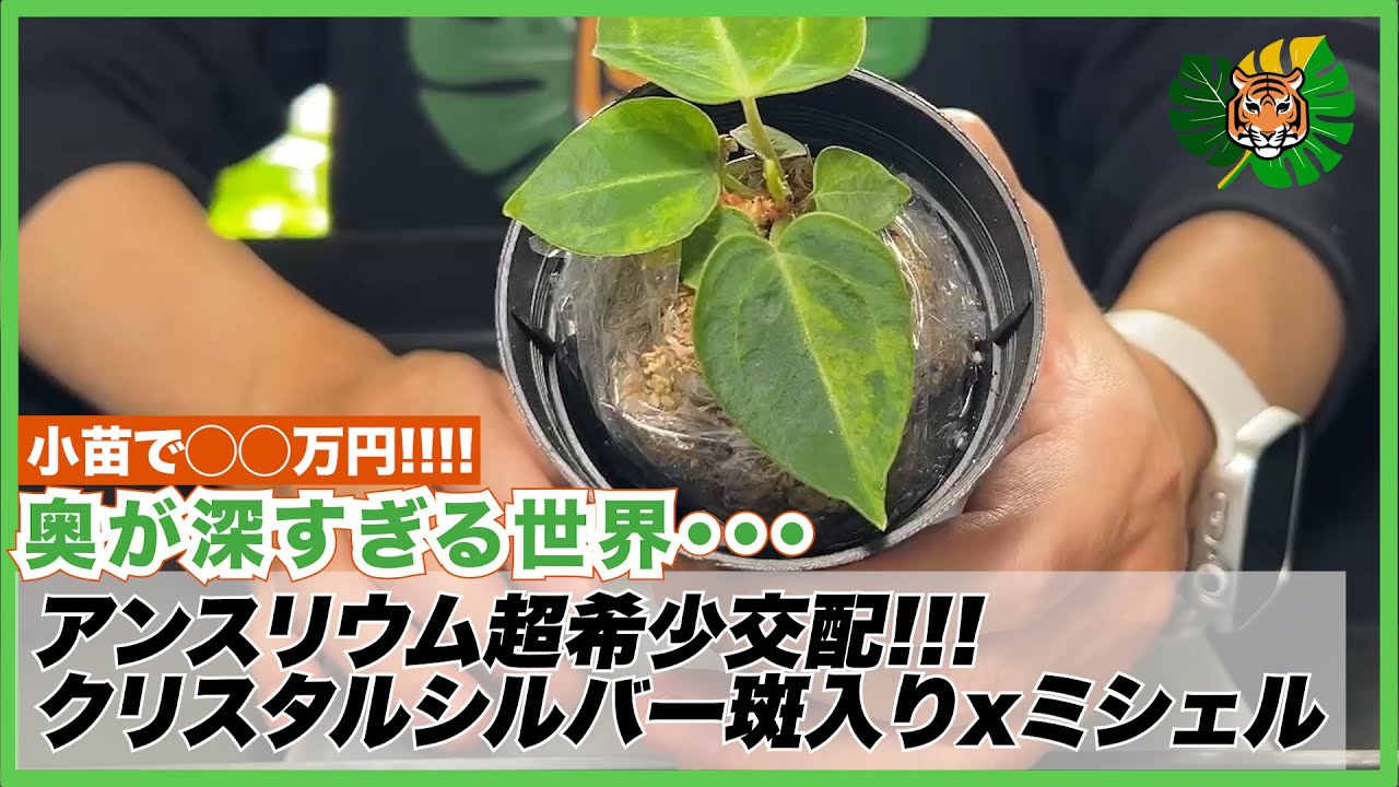 Rare Anthurium] I brought home a hybrid of Crystal Silver