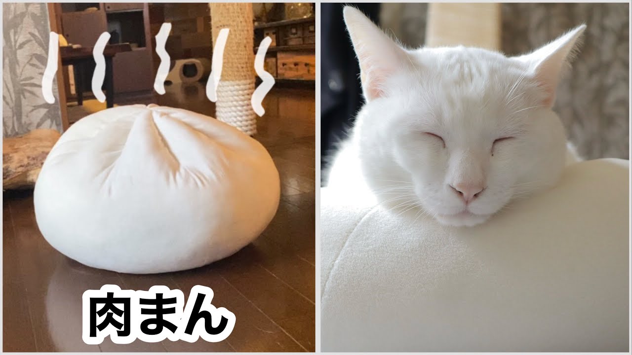 猫に話題の「もちもちクッション」をプレゼントしたら…こうなりましたw