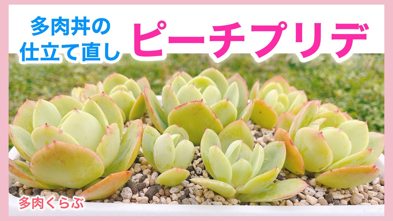 多肉植物】夏に傷んだ「ピーチプリデ丼」の仕立て直し/カットして
