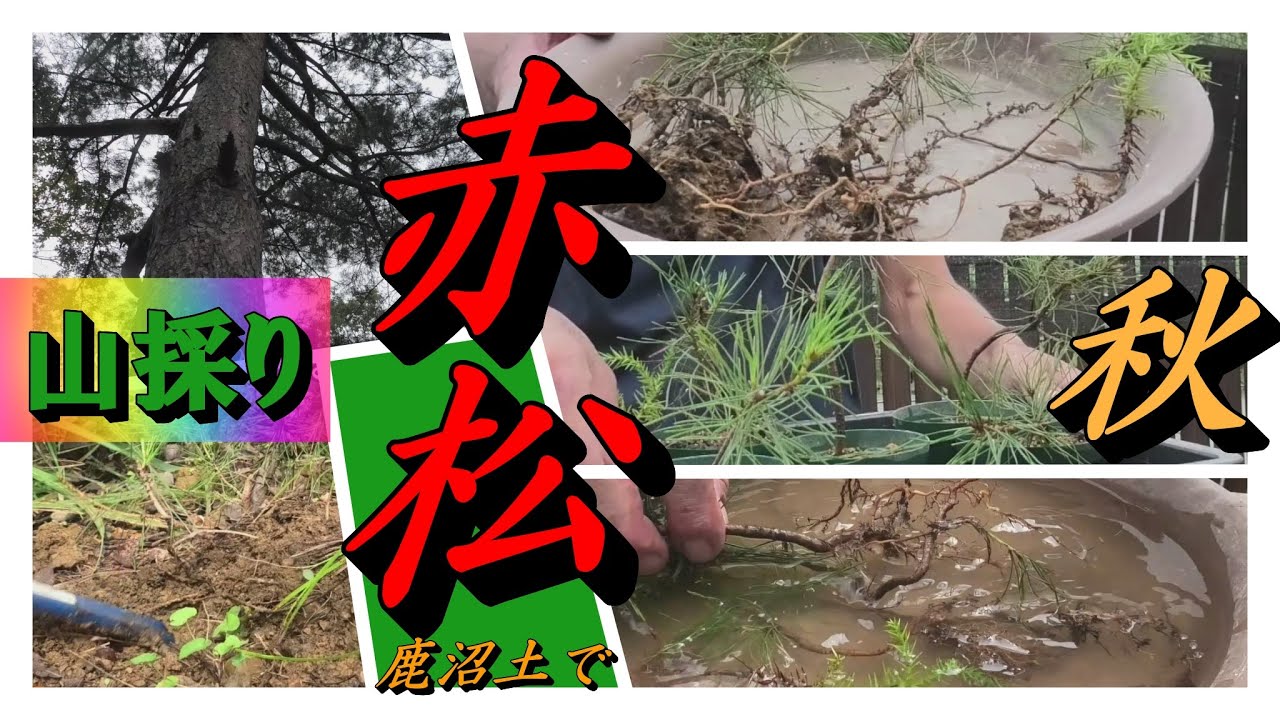 秋の山採り赤松】 - YouTube