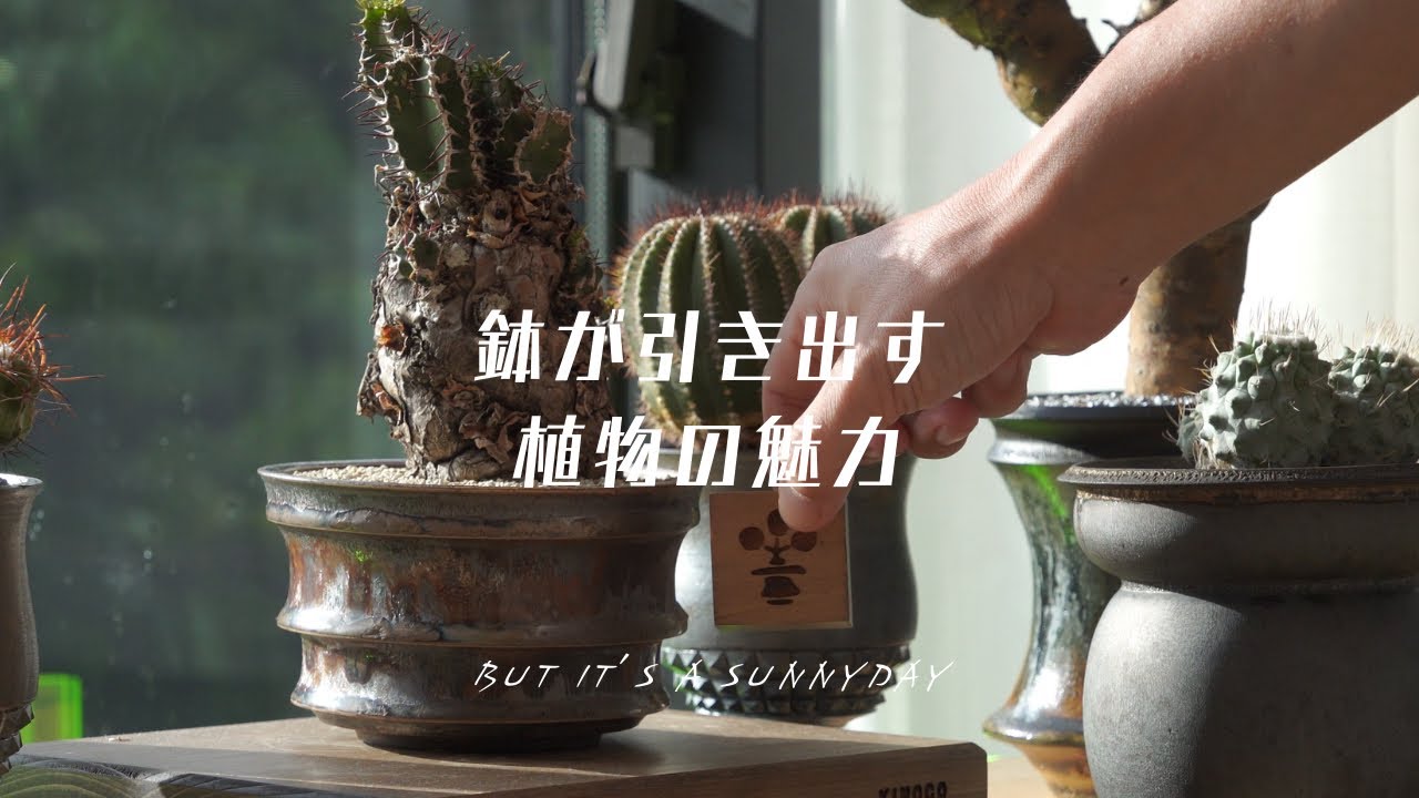 ローライフファクトリーの鉢をご紹介 - YouTube