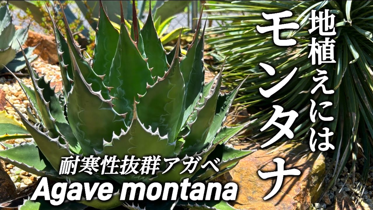 アガベモンタナ】ドライガーデンにオススメのかっこいいモンタナを紹介