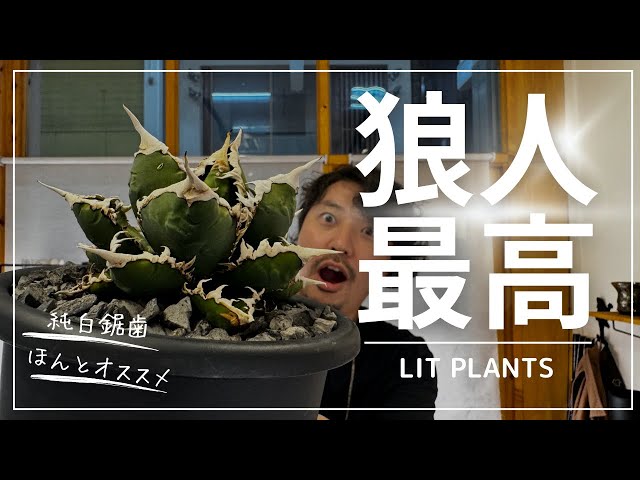 アガベでオススメな1株、狼人 - YouTube