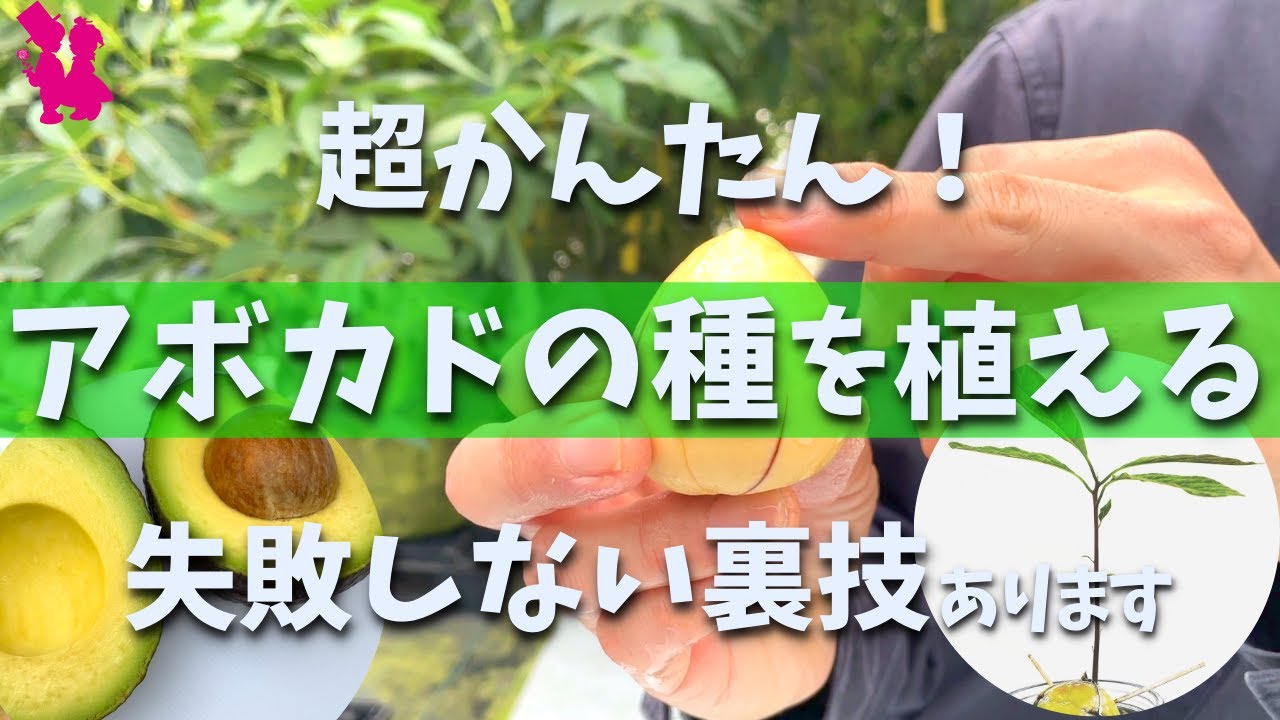 Super Easy] A professional farmer demonstrates how to plant