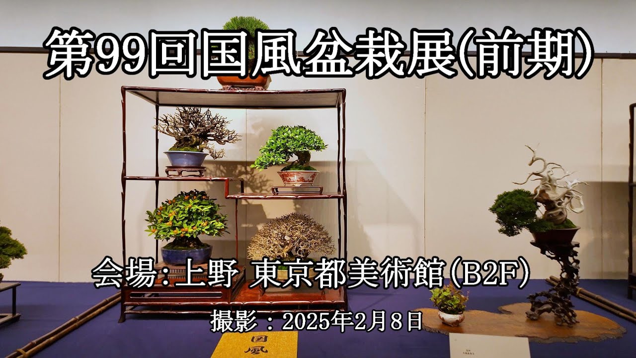 第99回国風盆栽展(前期 B2F) = 主催：日本盆栽協会 = [4K] The 99th