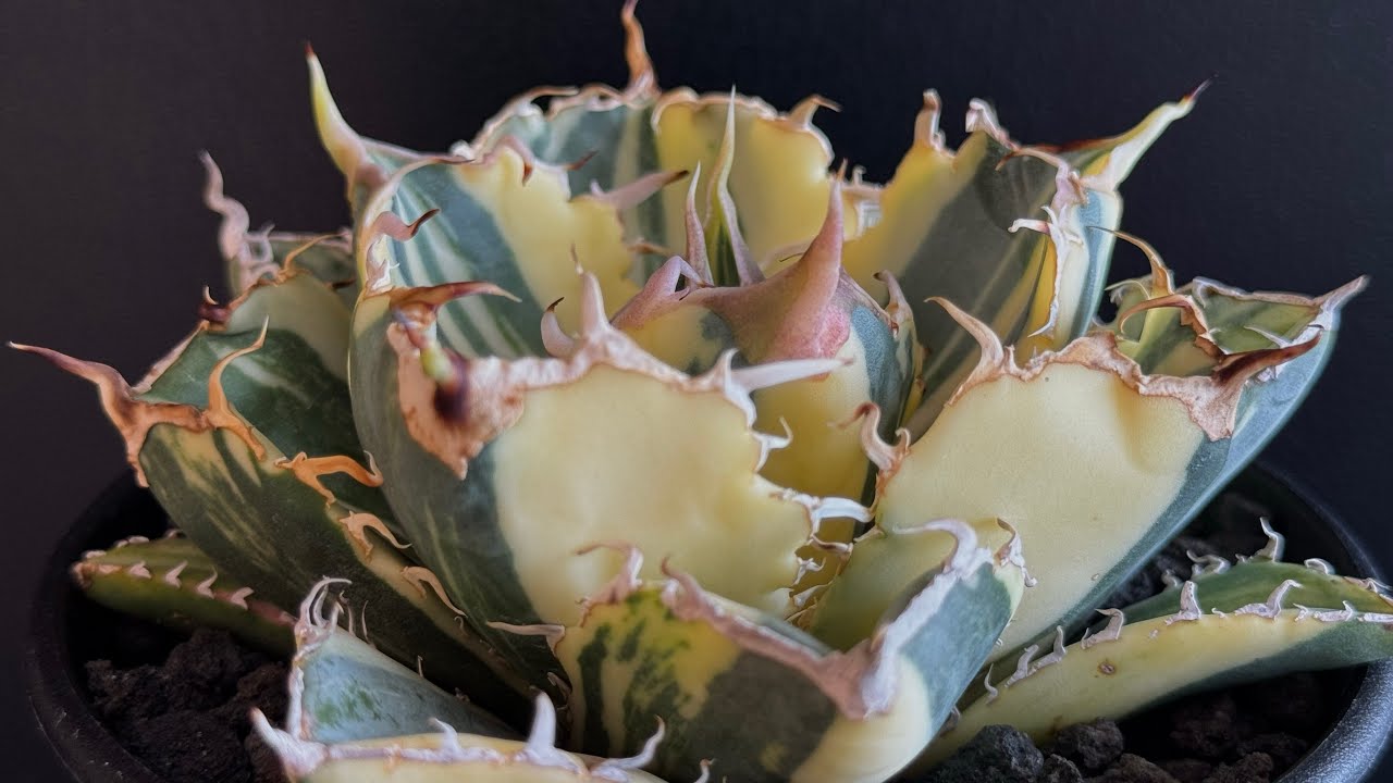 20250625 アガベ・チタノタ白鯨（縞斑）中-002｜agave titanota white