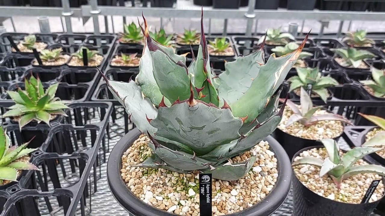 アガベ チタノタ ブルーグロー ハイブリッド TBG - YouTube