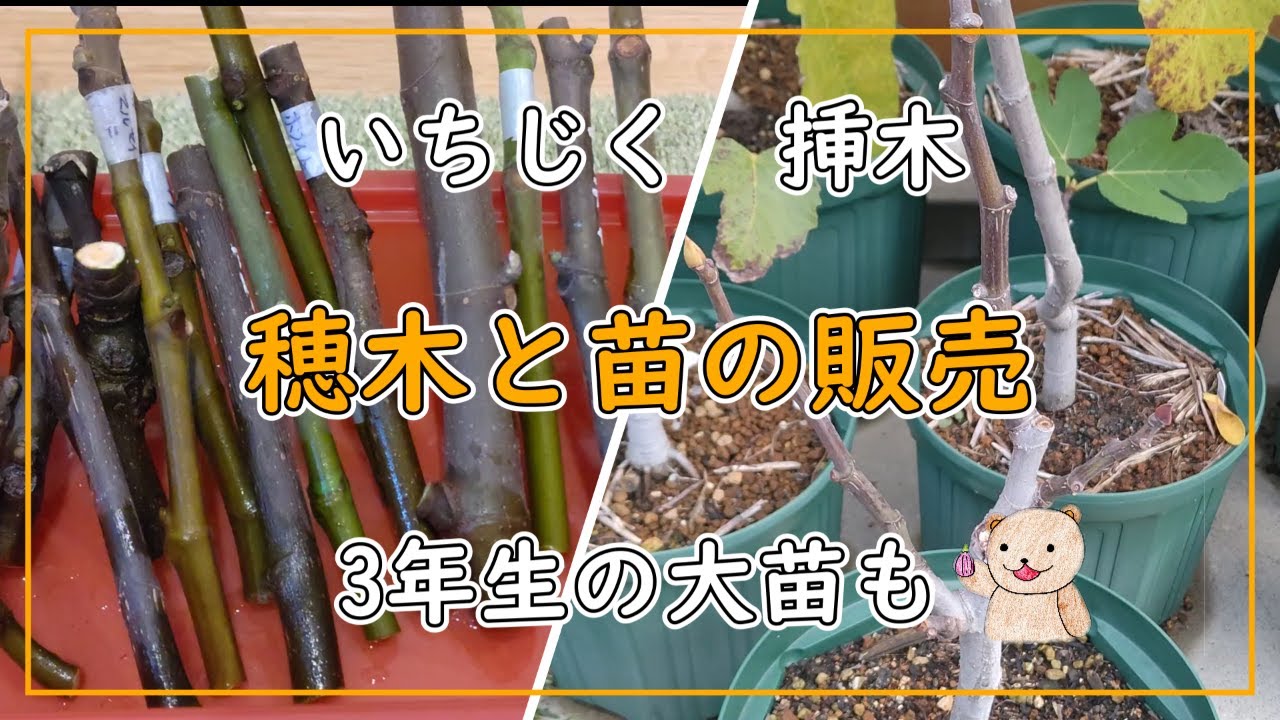 いちじく】穂木や苗の販売について！ 大苗も - YouTube