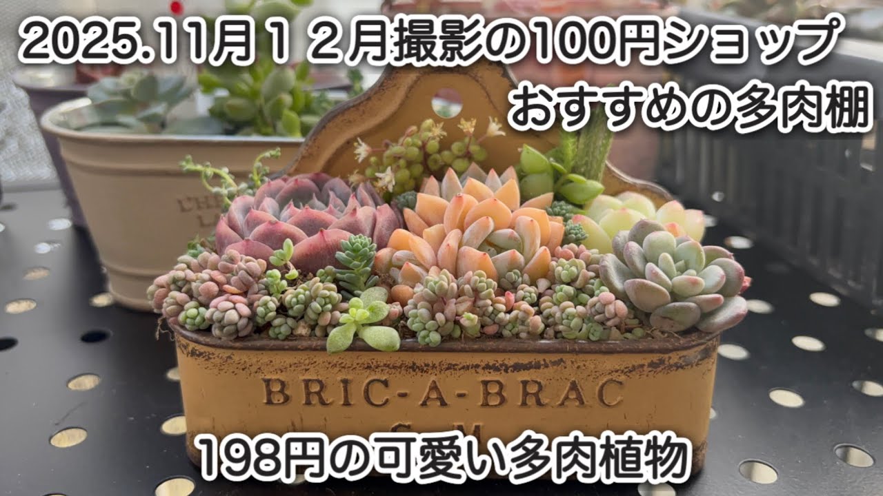 ちょこちっぶ様 多肉植物棚 TB-66D 多肉植物棚 TB-66D 多肉植物の棚