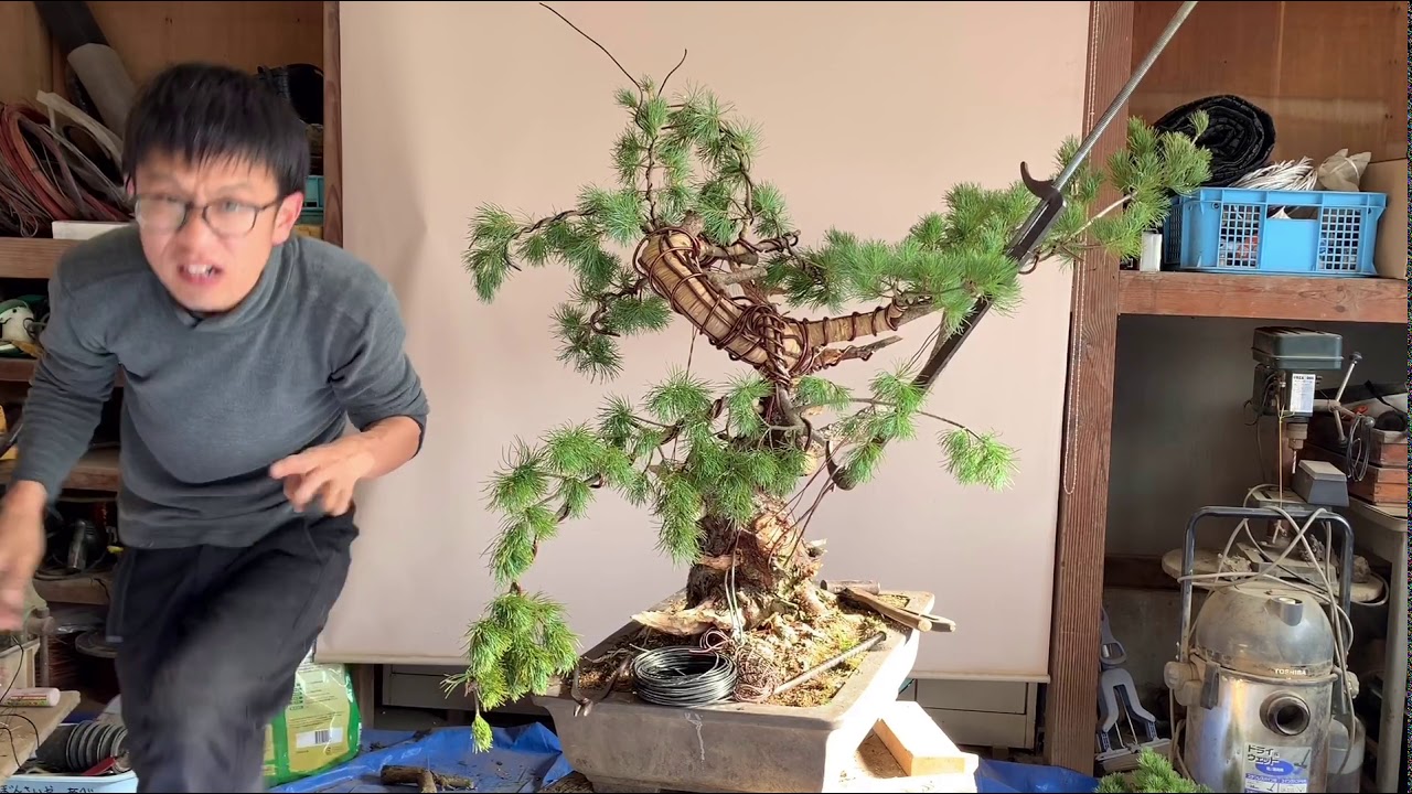 盆栽 五葉松 太い幹曲げ② - YouTube