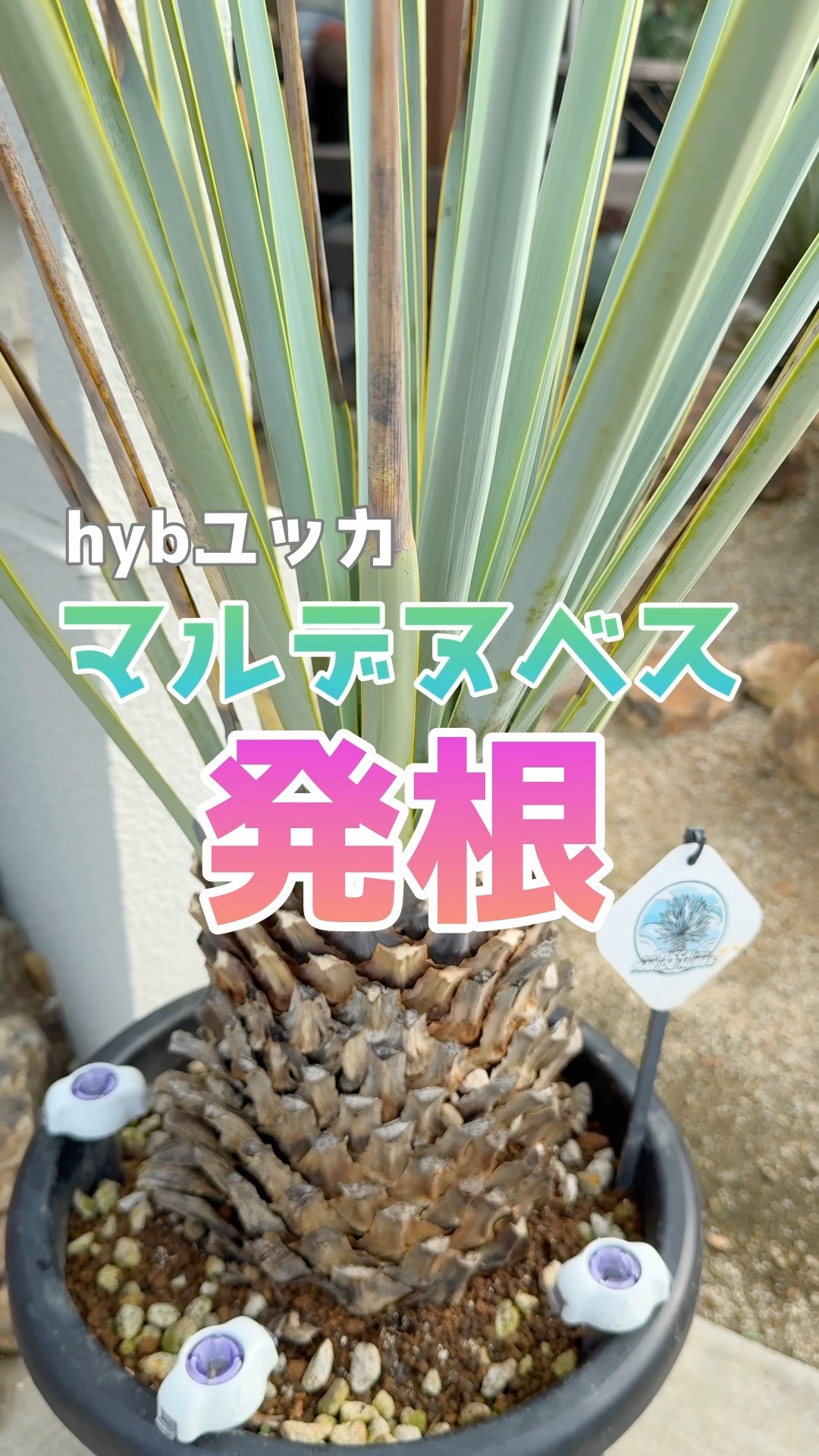 マルデヌベス verロスト8 発根済み株 2026年最新】マルデヌベスの人気