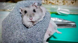 ハムスターがティッシュ箱から出られない…でも自分で出たい🐹 - YouTube