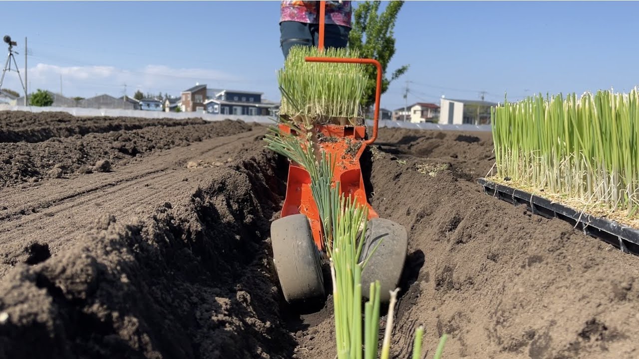 Green onion cultivation [demonstration experiment] A big