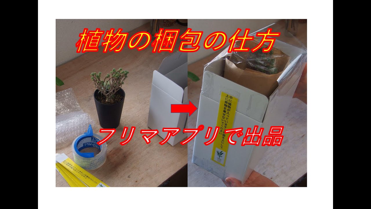 鉢物の 植物の梱包の仕方 メルカリ ラクマの 植物梱包方法 - YouTube