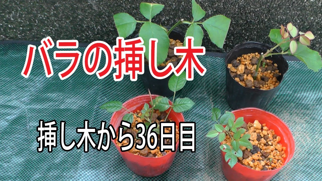 バラの挿し木】初めての挑戦・バラ購入～植え替え - YouTube