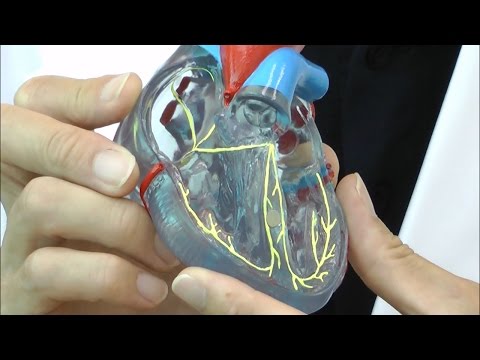 刺激伝導系を確認できる心臓模型│G08/3 - YouTube