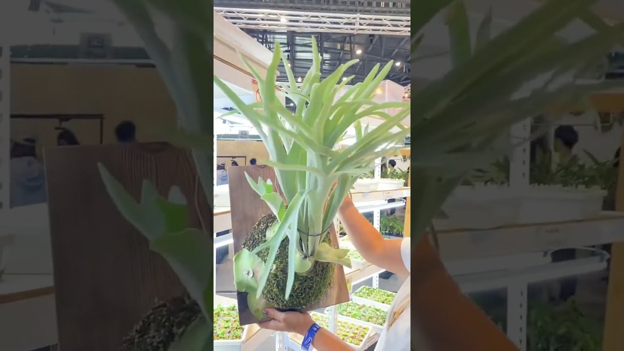 P.Hakuna Maratha TCハクナマタタの親株に会えた〜😍 #staghornfern