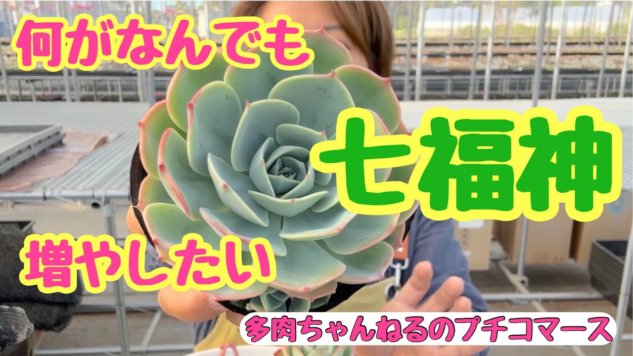 Succulents] I want to grow them no matter what😆Seven Lucky Gods