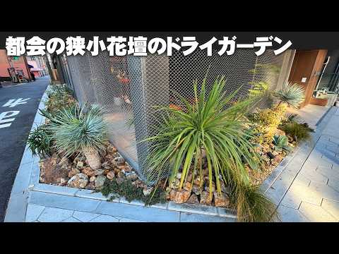 大阪の難波のど真ん中】都会のビルの狭いスペースでもドライガーデンで